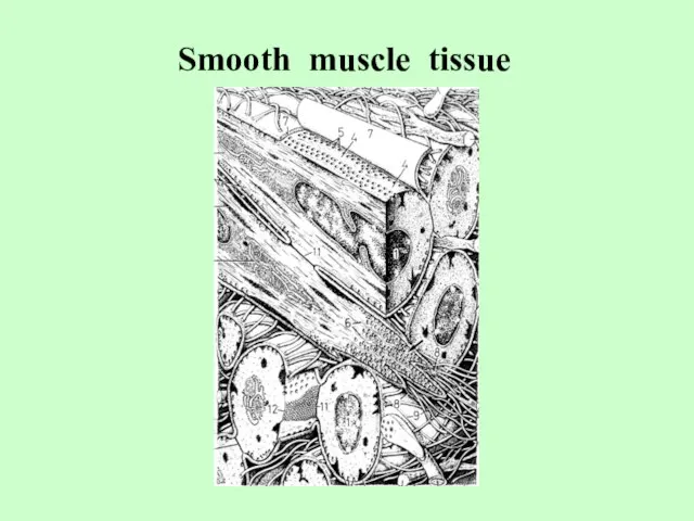 Smooth muscle tissue