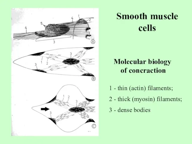 Smooth muscle cells Molecular biology of concraction 1 - thin (actin) filaments;