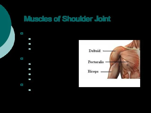 Muscles of Shoulder Joint Deltoid Flexion/Extension Abduction/Adduction Internal/External Rotation Pectoralis Major Adduction