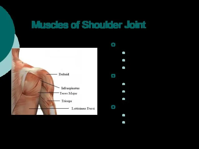 Muscles of Shoulder Joint Teres Major Adduction Extension Internal Rotation Latissimus Dorsi