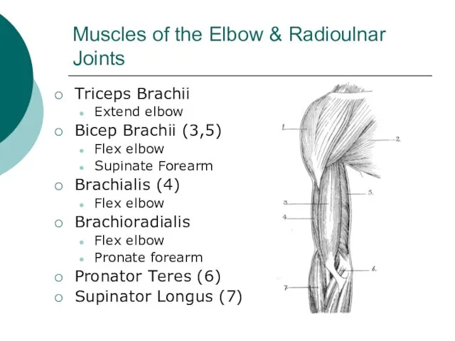 Muscles of the Elbow & Radioulnar Joints Triceps Brachii Extend elbow Bicep