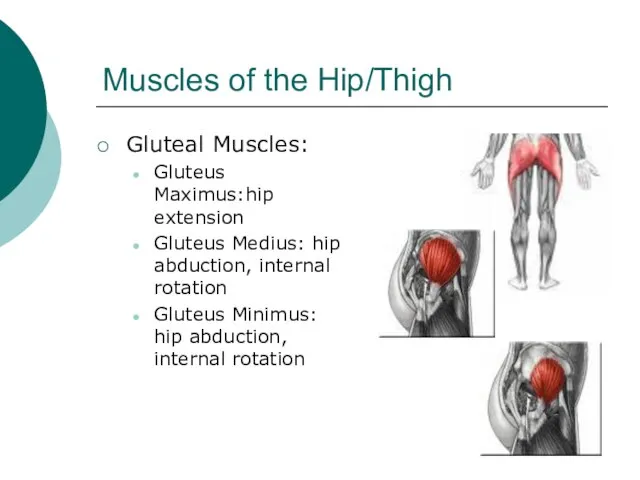 Muscles of the Hip/Thigh Gluteal Muscles: Gluteus Maximus:hip extension Gluteus Medius: hip