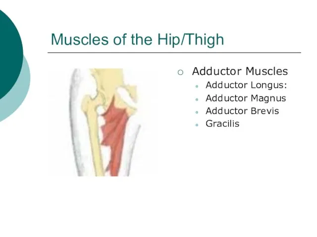 Muscles of the Hip/Thigh Adductor Muscles Adductor Longus: Adductor Magnus Adductor Brevis Gracilis