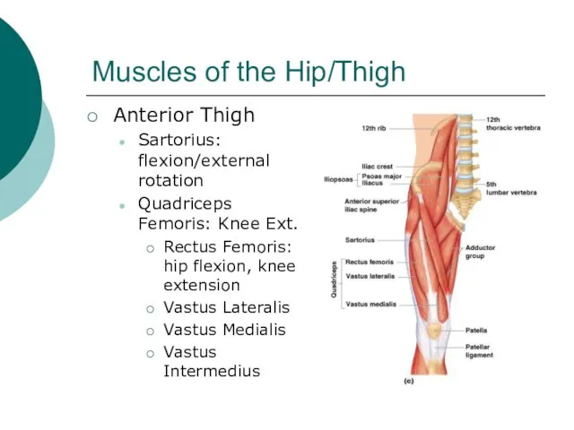 Muscles of the Hip/Thigh Anterior Thigh Sartorius: flexion/external rotation Quadriceps Femoris: Knee