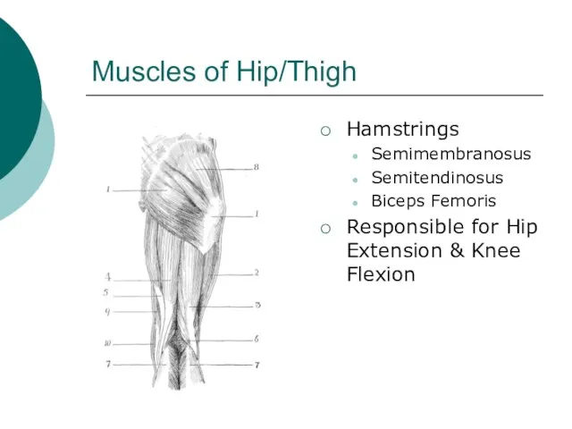 Muscles of Hip/Thigh Hamstrings Semimembranosus Semitendinosus Biceps Femoris Responsible for Hip Extension & Knee Flexion