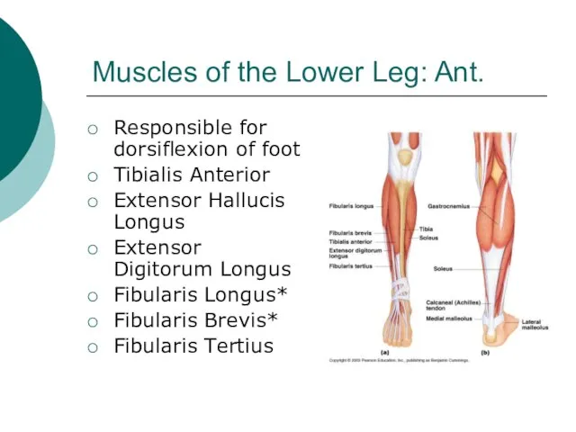 Muscles of the Lower Leg: Ant. Responsible for dorsiflexion of foot Tibialis