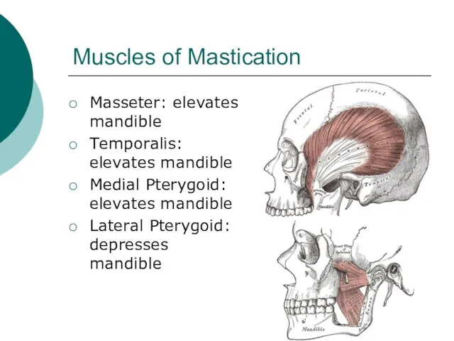 Muscles of Mastication Masseter: elevates mandible Temporalis: elevates mandible Medial Pterygoid: elevates