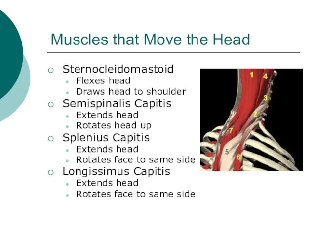 Muscles that Move the Head Sternocleidomastoid Flexes head Draws head to shoulder