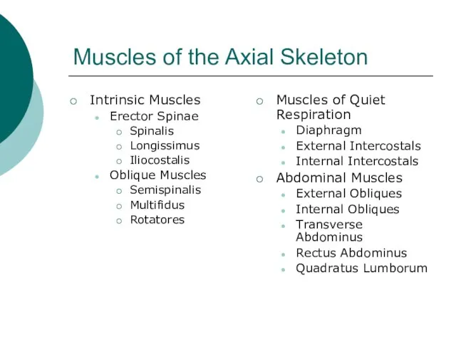 Muscles of the Axial Skeleton Intrinsic Muscles Erector Spinae Spinalis Longissimus Iliocostalis