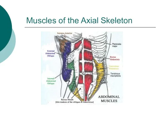 Muscles of the Axial Skeleton