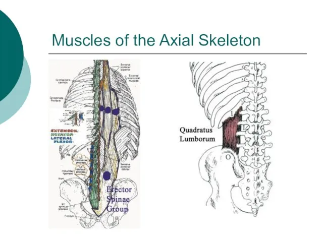 Muscles of the Axial Skeleton