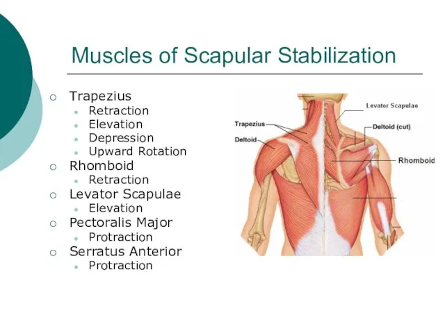 Muscles of Scapular Stabilization Trapezius Retraction Elevation Depression Upward Rotation Rhomboid Retraction