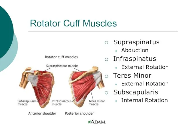 Rotator Cuff Muscles Supraspinatus Abduction Infraspinatus External Rotation Teres Minor External Rotation Subscapularis Internal Rotation