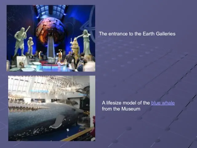 The entrance to the Earth Galleries A lifesize model of the blue whale from the Museum