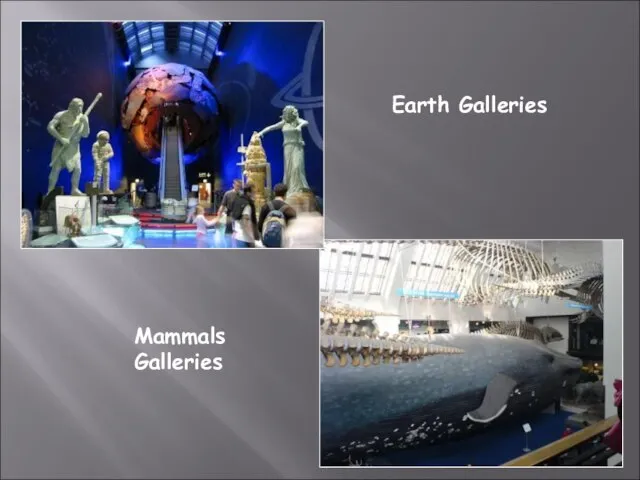 Earth Galleries Mammals Galleries