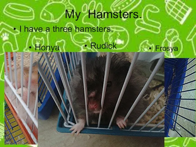 My Hamsters. Frosya Rudick Honya I have a three hamsters.