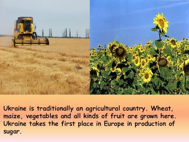 Ukraine is traditionally an agricultural country. Wheat, maize, vegetables and all kinds