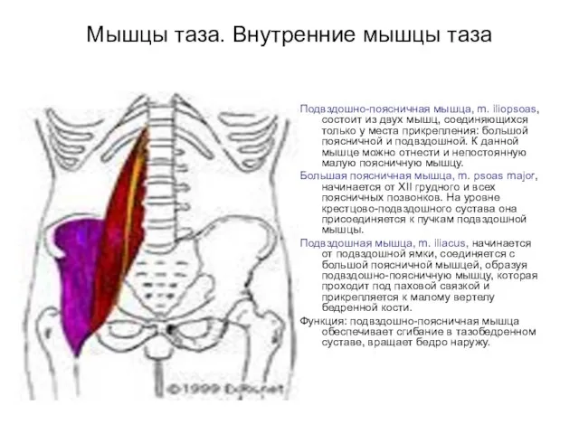 Мышцы таза. Внутренние мышцы таза Подвздошно-поясничная мышца, m. iliopsoas, состоит из двух