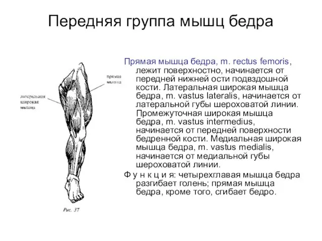 Передняя группа мышц бедра Прямая мышца бедра, m. rectus femoris, лежит поверхностно,