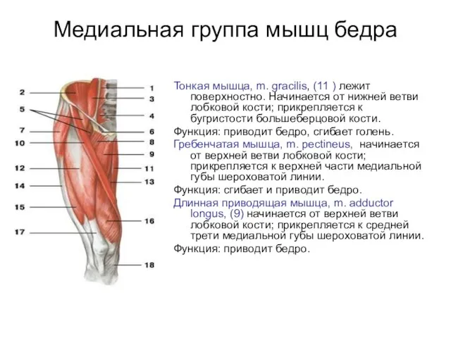 Медиальная группа мышц бедра Тонкая мышца, m. gracilis, (11 ) лежит поверхностно.