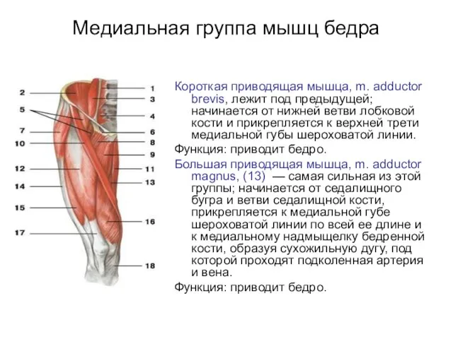 Медиальная группа мышц бедра Короткая приводящая мышца, m. adductor brevis, лежит под