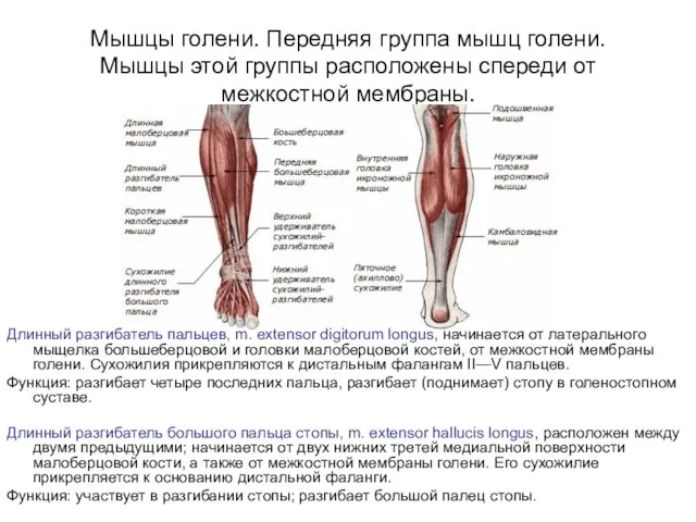 Мышцы голени. Передняя группа мышц голени. Мышцы этой группы расположены спереди от