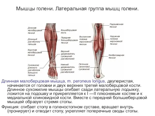 Мышцы голени. Латеральная группа мышц голени. Длинная малоберцовая мышца, m. peroneus longus,