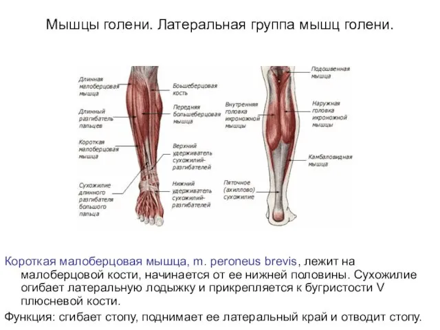 Мышцы голени. Латеральная группа мышц голени. Короткая малоберцовая мышца, m. peroneus brevis,