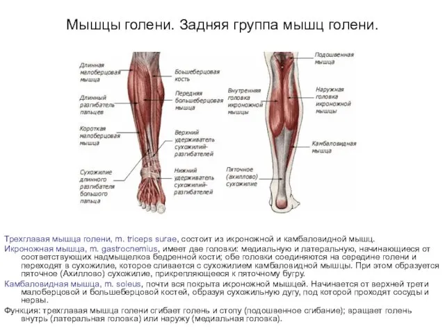 Мышцы голени. Задняя группа мышц голени. Трехглавая мышца голени, m. triceps surae,