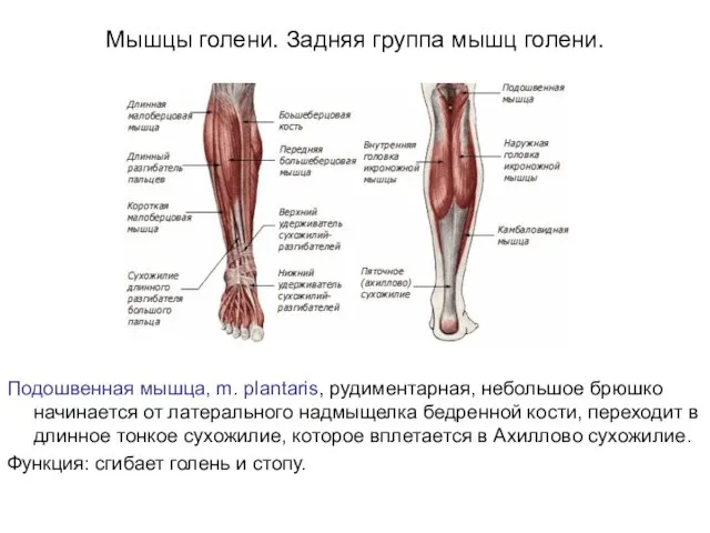 Мышцы голени. Задняя группа мышц голени. Подошвенная мышца, m. plantaris, рудиментарная, небольшое