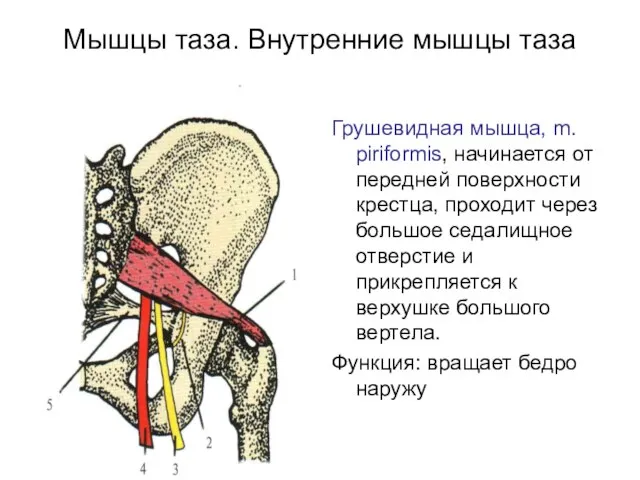 Мышцы таза. Внутренние мышцы таза Грушевидная мышца, m. piriformis, начинается от передней