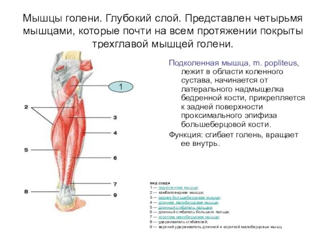 Мышцы голени. Глубокий слой. Представлен четырьмя мышцами, которые почти на всем протяжении