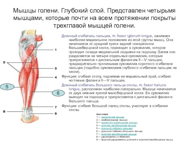 Мышцы голени. Глубокий слой. Представлен четырьмя мышцами, которые почти на всем протяжении