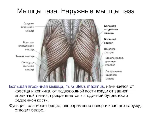 Мышцы таза. Наружные мышцы таза Большая ягодичная мышца, m. Gluteus maximus, начинается