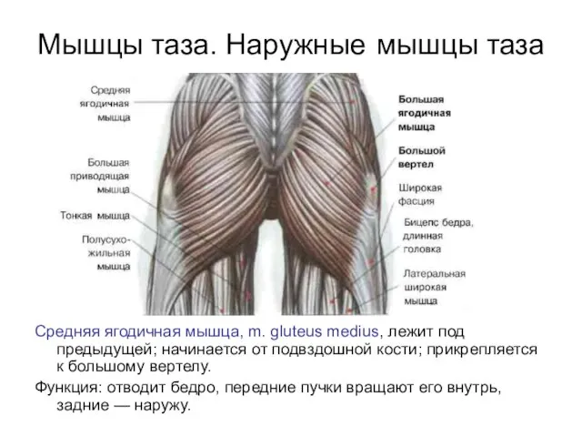 Мышцы таза. Наружные мышцы таза Средняя ягодичная мышца, m. gluteus medius, лежит