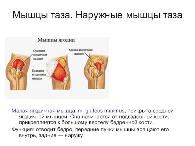 Мышцы таза. Наружные мышцы таза Малая ягодичная мышца, m. gluteus minimus, прикрыта