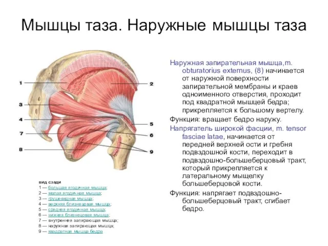 Мышцы таза. Наружные мышцы таза Наружная запирательная мышца,m. obturatorius externus, (8) начинается