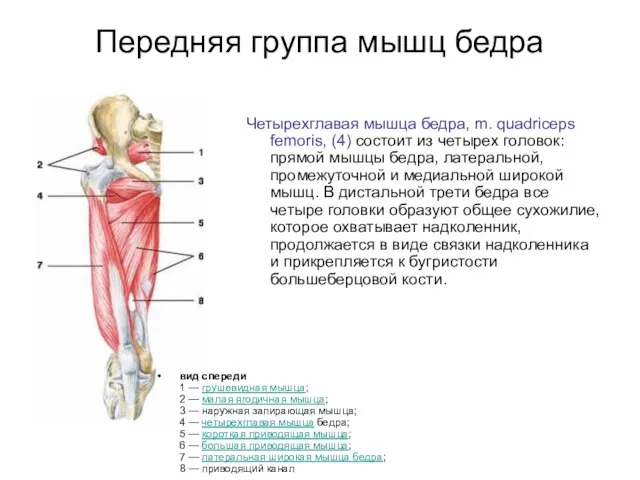 Передняя группа мышц бедра вид спереди 1 — грушевидная мышца; 2 —