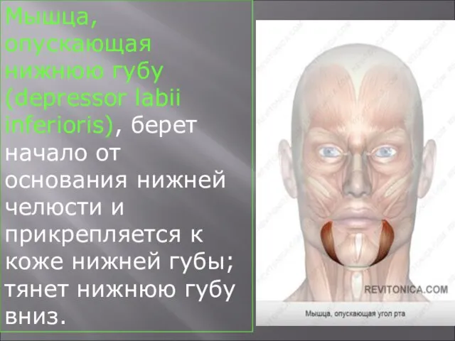 Мышца, опускающая нижнюю губу (depressor labii inferioris), берет начало от основания нижней