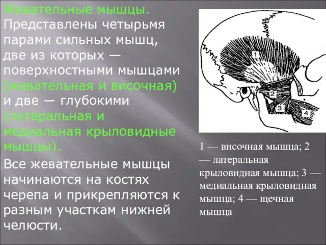 Жевательные мышцы. Представлены четырьмя парами сильных мышц, две из которых — поверхностными