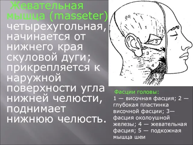 Жевательная мышца (masseter) четырехугольная, начинается от нижнего края скуловой дуги; прикрепляется к