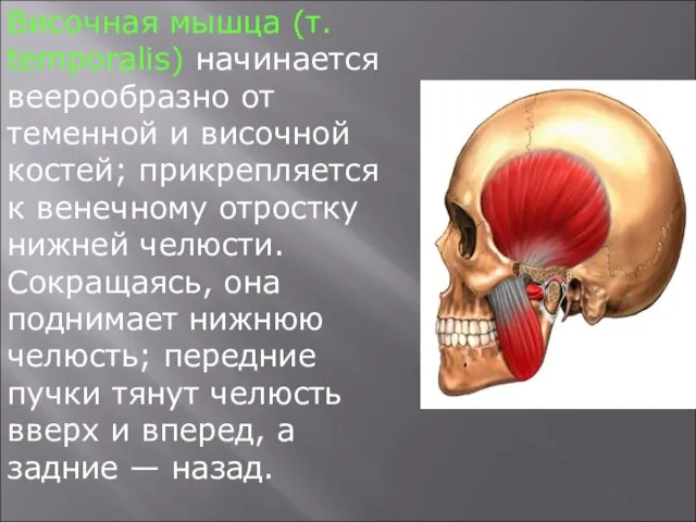 Височная мышца (т. temporalis) начинается веерообразно от теменной и височной костей; прикрепляется