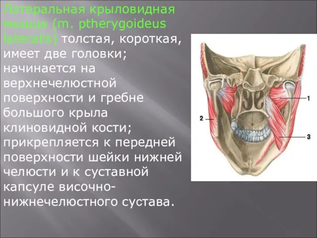 Латеральная крыловидная мышца (m. ptherygoideus lateralis) толстая, короткая, имеет две головки; начинается