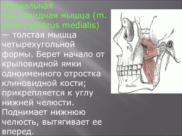 Медиальная крыловидная мышца (m. ptherygoideus medialis) — толстая мышца четырехугольной формы. Берет