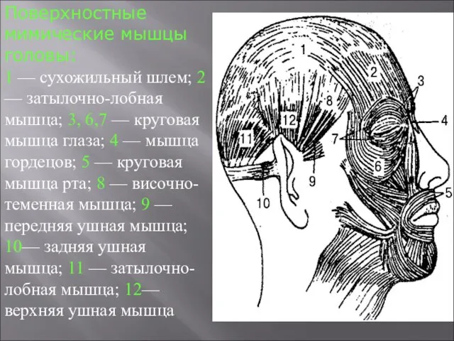 Поверхностные мимические мышцы головы: 1 — сухожильный шлем; 2 — затылочно-лобная мышца;