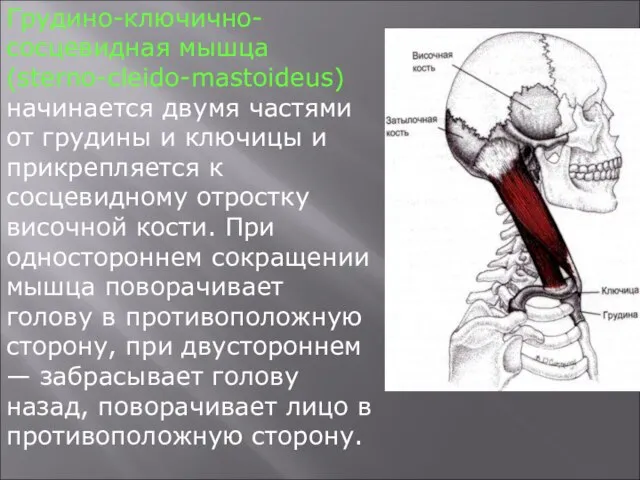 Грудино-ключично-сосцевидная мышца (sterno-cleido-mastoideus) начинается двумя частями от грудины и ключицы и прикрепляется