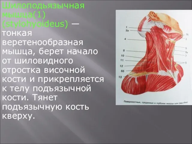 Шилоподьязычная мышца(1) (stylohyoideus) — тонкая веретенообразная мышца, берет начало от шиловидного отростка