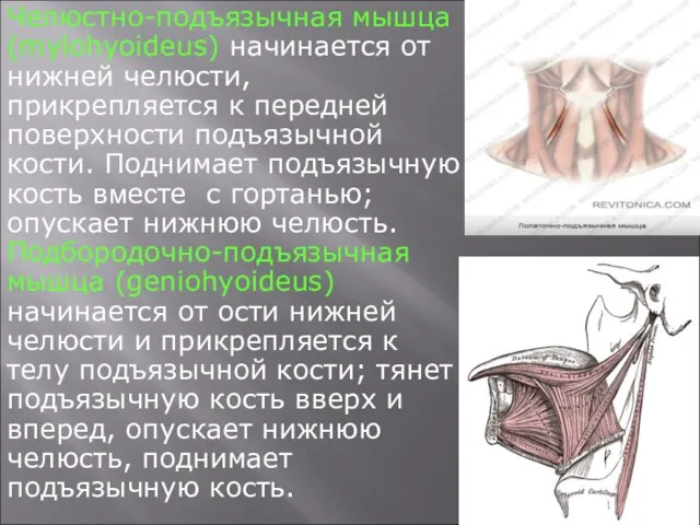 Челюстно-подъязычная мышца (mylohyoideus) начинается от нижней челюсти, прикрепляется к передней поверхности подъязычной