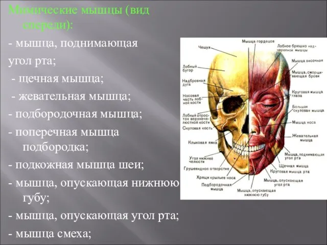 Мимические мышцы (вид спереди): - мышца, поднимающая угол рта; - щечная мышца;