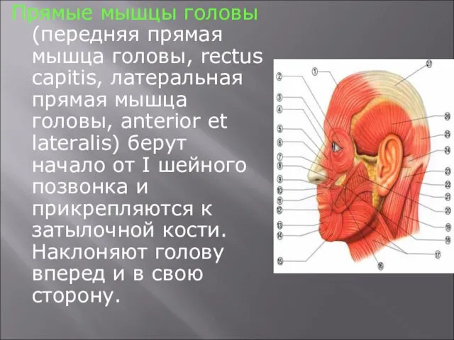 Прямые мышцы головы (передняя прямая мышца головы, rectus capitis, латеральная прямая мышца